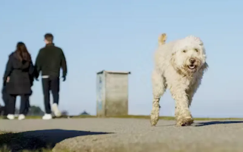 Frivillig forening finder bortløbne hunde med droner