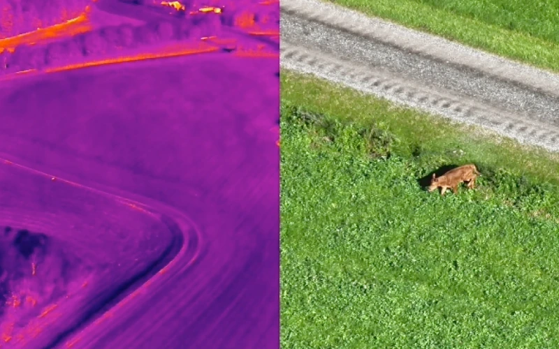 Nyfødt dyr stak af: Frivillig brugte sin drone til at hjælpe.