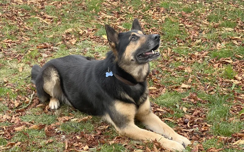 Hunden Tinus fanget syv døgn i naturen: – Tvivlede på, jeg ville se ham i live igen